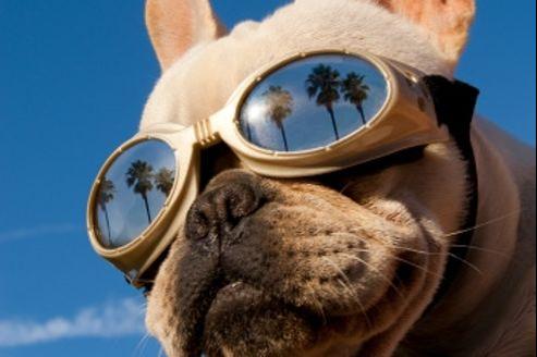 Chiens et chats américains : les comportements à surveiller