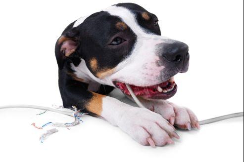 Électrocution chez le chien ou le chat : réagir vite et bien