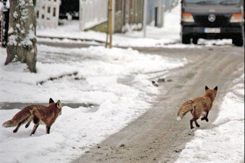 Un renard rentre dans une maison londonienne et attaque un bébé 