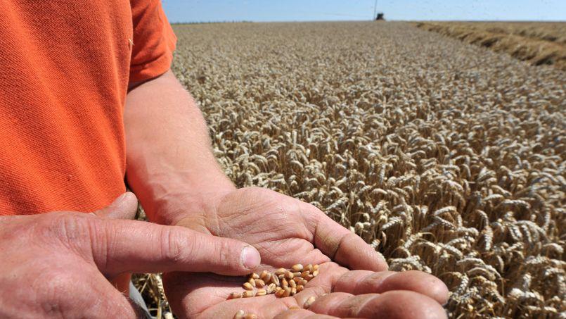 France  Semences potagères Syngenta France