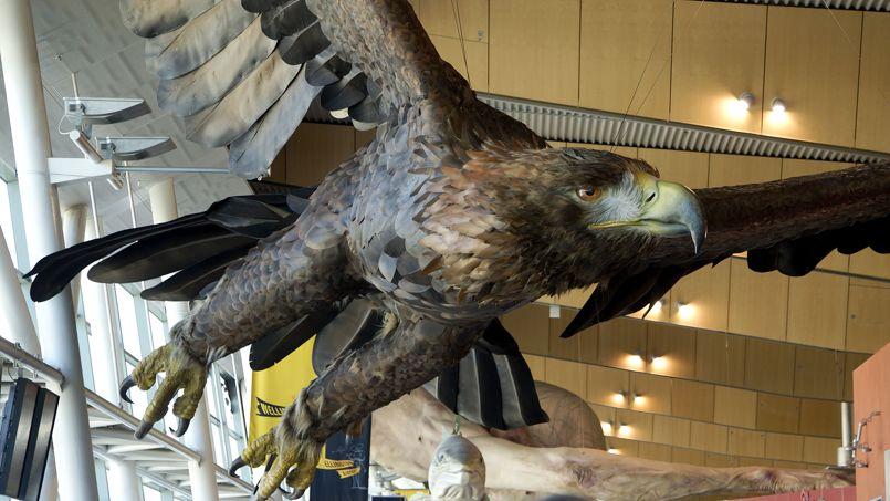 A hobbit eagle fell in an earthquake in New Zealand