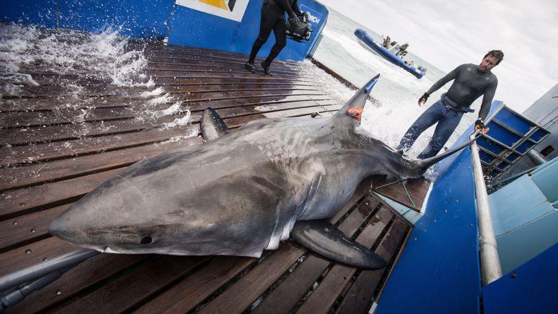 Liste des requins au Belize avec photos