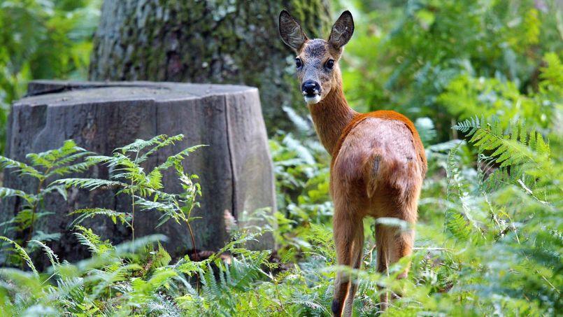 Les chevreuils s'adaptent mal au réchauffement climatique