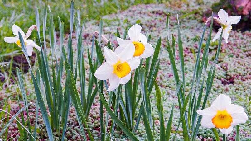Comment lutter contre la mouche des narcisses