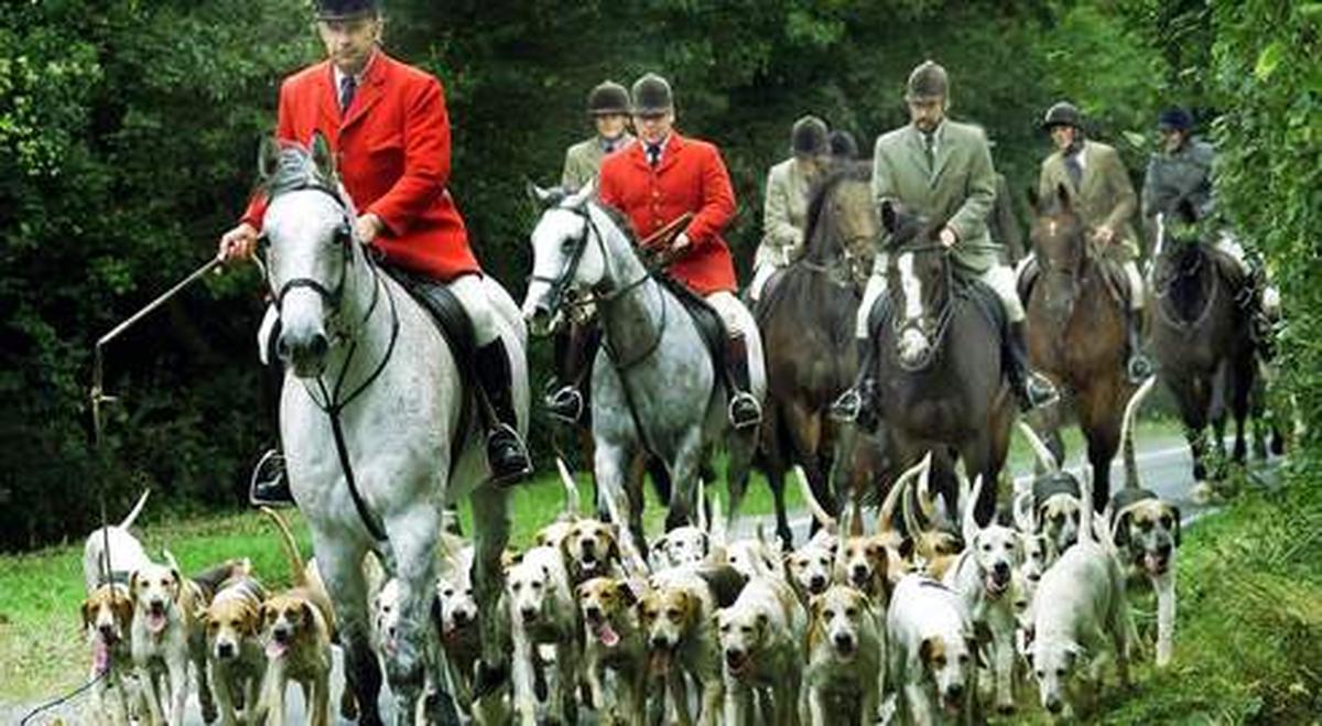 Angleterre : interdire la chasse à courre (aux leurres