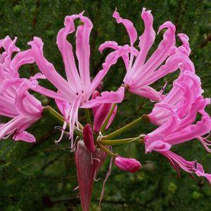 Nerine bowdenii Ostara K - Lis de Guernesey Bulbe calibre 12 (par 3