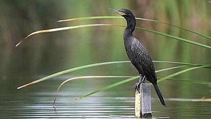Le grand cormoran, dont la population a explosé en France, attrape plus d'un demi-kilo de poisson par jour.