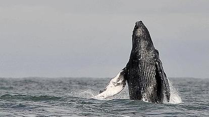 Migration Record Pour Une Baleine à Bosse