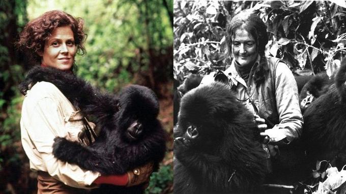 Dian fossey презентация