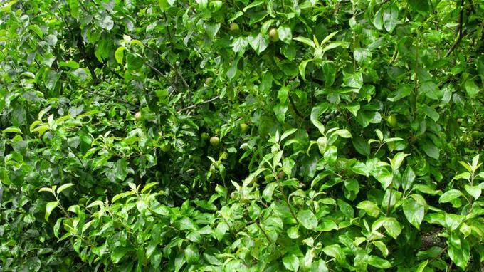 Pourquoi les arbres fruitiers ne donnent pas de fruits ?