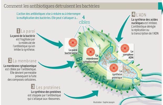bacterie qui resiste aux antibiotiques