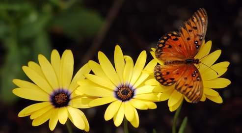 Les Papillons Se Souviennent Ils De Leur Passe De Chenille