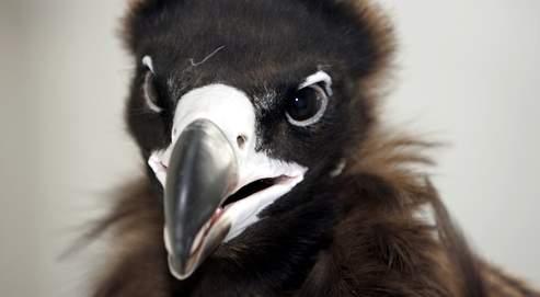 Comment Sait On Ce Que Voient Les Animaux