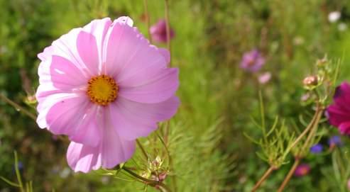 Pourquoi Certaines Fleurs Se Ferment Elles La Nuit