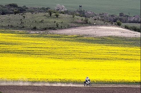 Chimie Des Plantes Pour Remplacer Le Pétrole - 