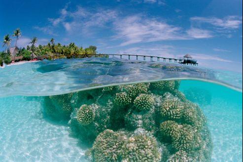coraux polynésiens