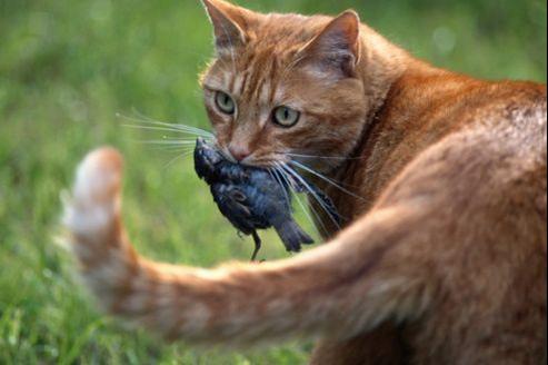 Les Chats Tuent Des Milliards D Oiseaux