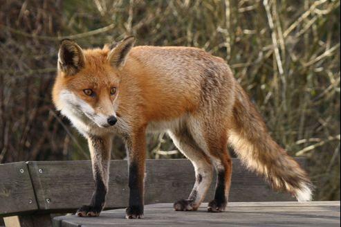 Des Renards Domestiques Vendus 6600 Sur Internet