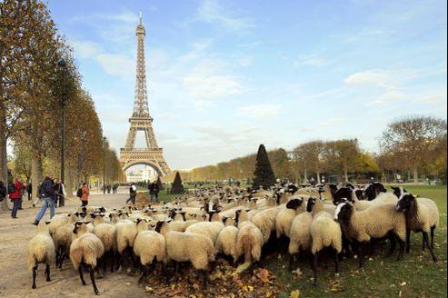 Paris Veut Des Moutons Pour Tondre Ses Parcs