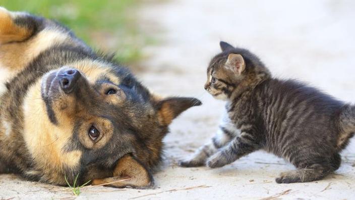 Chiens Et Chats Halte Aux Idees Recues