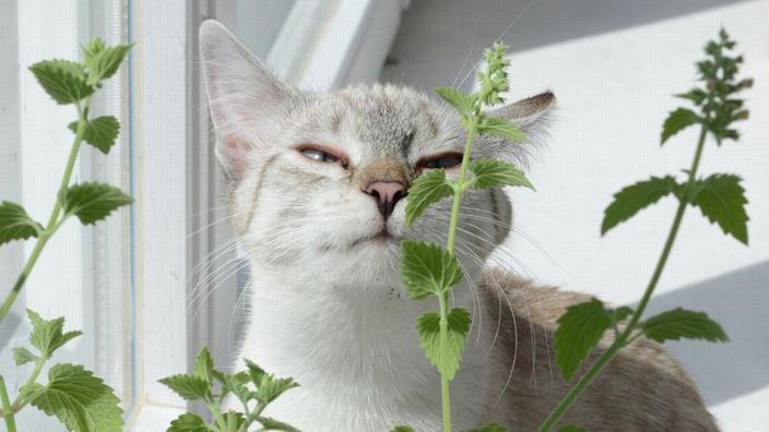 Cultivez Les Herbes Dont Votre Chat Raffole