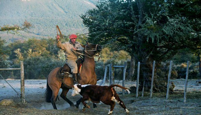 Nas primeiras horas da manhã, este corajoso gaúcho da Estância Très Valles separa os jovens novilhos das suas mães a fim de os marcar.'Estancia Très Valles sépare les jeunes taurillons de leurs mères afin de les marquer.