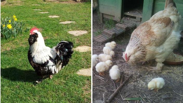 Et Si On élevait Des Poules