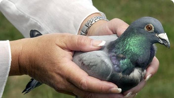 Comment Se Dirigent Les Pigeons Voyageurs