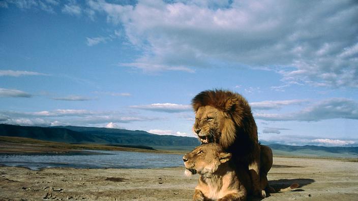 Planete Animale Les Jeux De L Amour Les codes de l'amour chez les animaux
