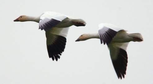 Comment dorment les oiseaux ? - Un tour dans le jardin