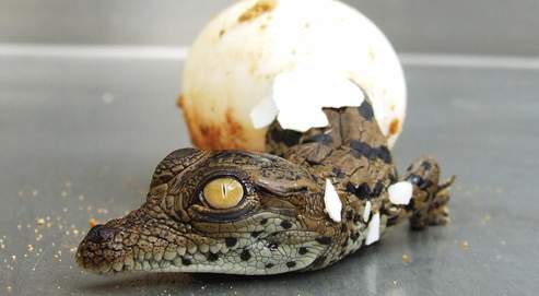 Les Bebes Crocodiles Donnent De La Voix Pour Sortir De L œuf