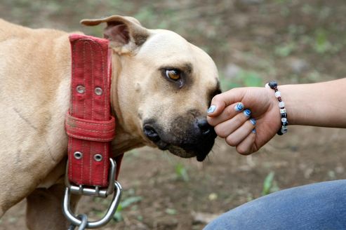 Morsures De Chiens Le Flou Des Statistiques