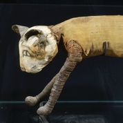 L Egypte Berceau De La Domestication Du Chat