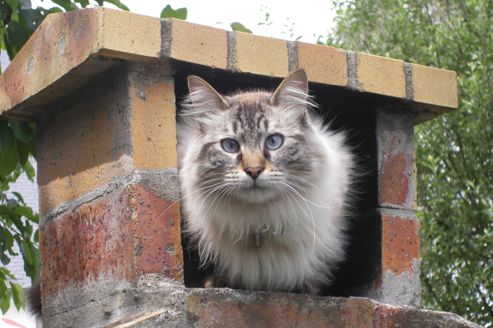 L Odyssee De Tigrou Le Chat Qui Aimait Trop Le Football