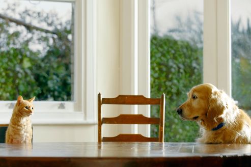 Diabete Sucre Chez Le Chien Et Le Chat