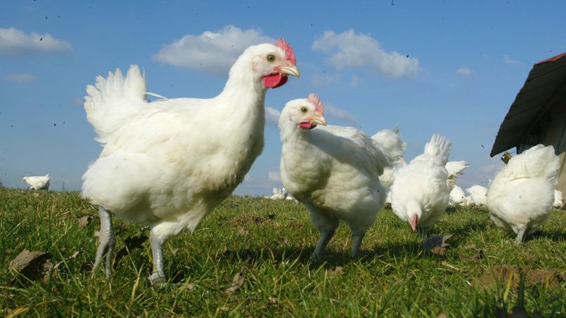 Les Ventes Des Poulets Carrefour Sans Antibiotiques Senvolent