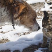 Chiens Et Chats 14 L Annee Des J