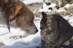 Chiens Et Chats 14 L Annee Des J