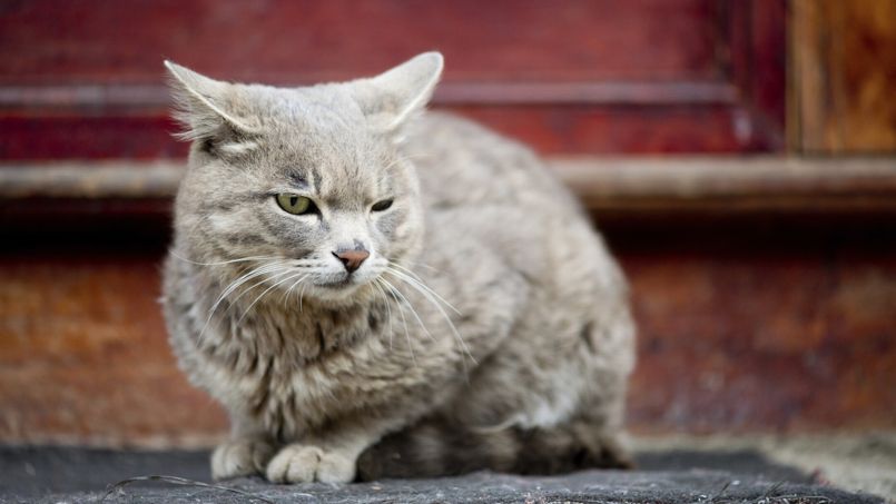 Pollution Et Climat Quelles Consequences Pour Les Chiens Et Chats