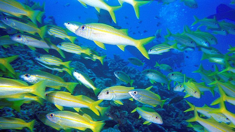 Qualité d'eau et poissons acidophiles