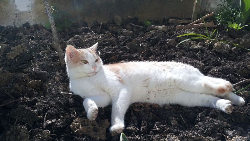 Comment Empecher Chiens Et Chats D Abimer Le Jardin