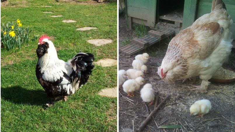 a quel age une poule pond son premier oeuf PDF Cours,Exercices ,Examens