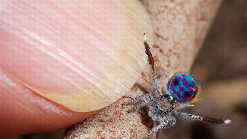 Les Danses Insolites Des Araignees Paon