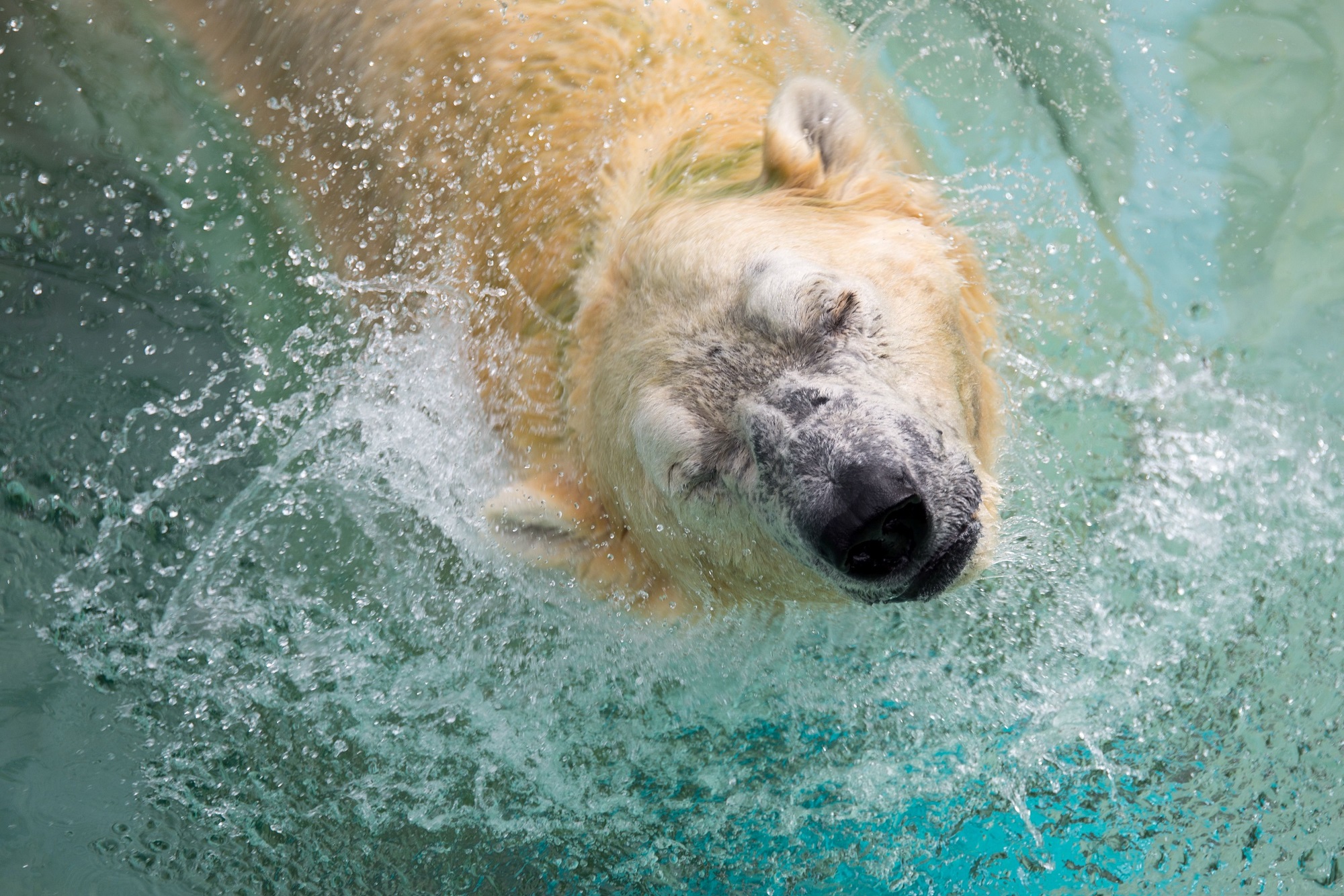 Le Premier Ours Polaire Ne Sous Les Tropiques Pourrait Etre Abattu