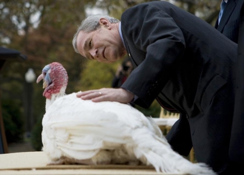 Washington, 16h29. Tradition oblige, voici la dinde graciée par le président américain George W. Bush avant les fêtes de Thanksgiving. 