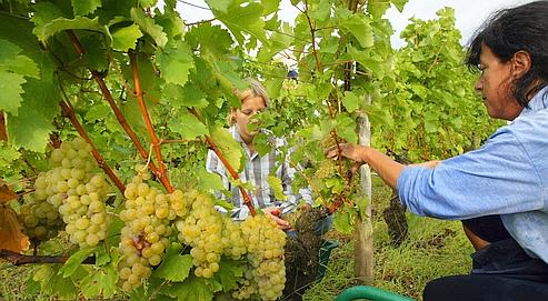 Du haut de son orbite terrestre, le satellite fournit une image précise et instantanée de l'état végétatif du vignoble, ce qui permet de procéder à des vendanges séparées en fonction de la maturité des vignes.
