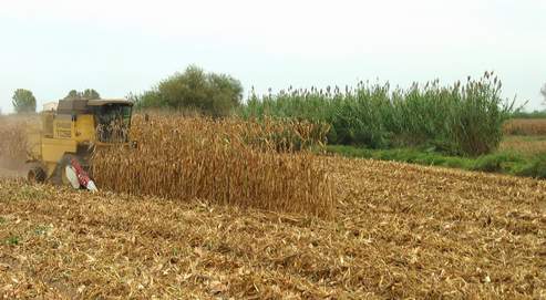 En Espagne, sur les 400 000 hec tares de maïs cultivés, 20 % sont occupés par des cultures transgéniques, notamment le maïs MON 810 destiné à l'alimentation animale et interdit de culture en France.