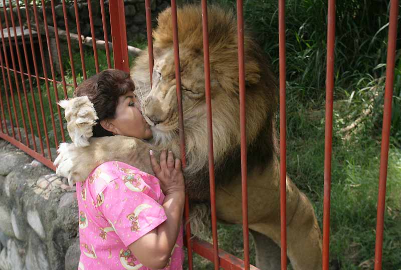 L’image a fait le tour des blogs et fasciné le monde entier. Chaque jour, Ana Julia Torres, une pasionaria colombienne de la cause des animaux, vient embrasser Jupiter, un lion qu’elle a sauvé il y a dix ans d’un cirque ambulant où il était maltraité. Recueilli, soigné et nourri dans sa Villa Lorena à Cali (Colombie), qui héberge environ 680 animaux, Jupiter coule désormais des jours tranquilles et ne rate jamais l’occasion de témoigner sa reconnaissance à sa bienfaitrice. Le centre accueille surtout des animaux victimes de mauvais traitements ou de violence, à l’image d’un de ses pensionnaires : un puma amputé des deux pattes avant pour le punir d’avoir griffé.