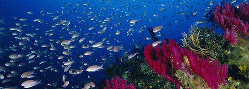 Méditerranée, l'espoir renaît