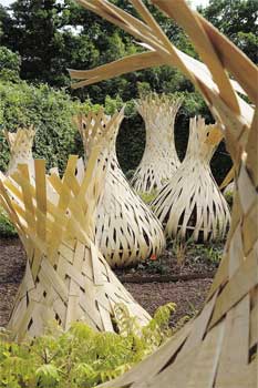 Bulbes géants en lamelles de cagettes. (Eric Sander)